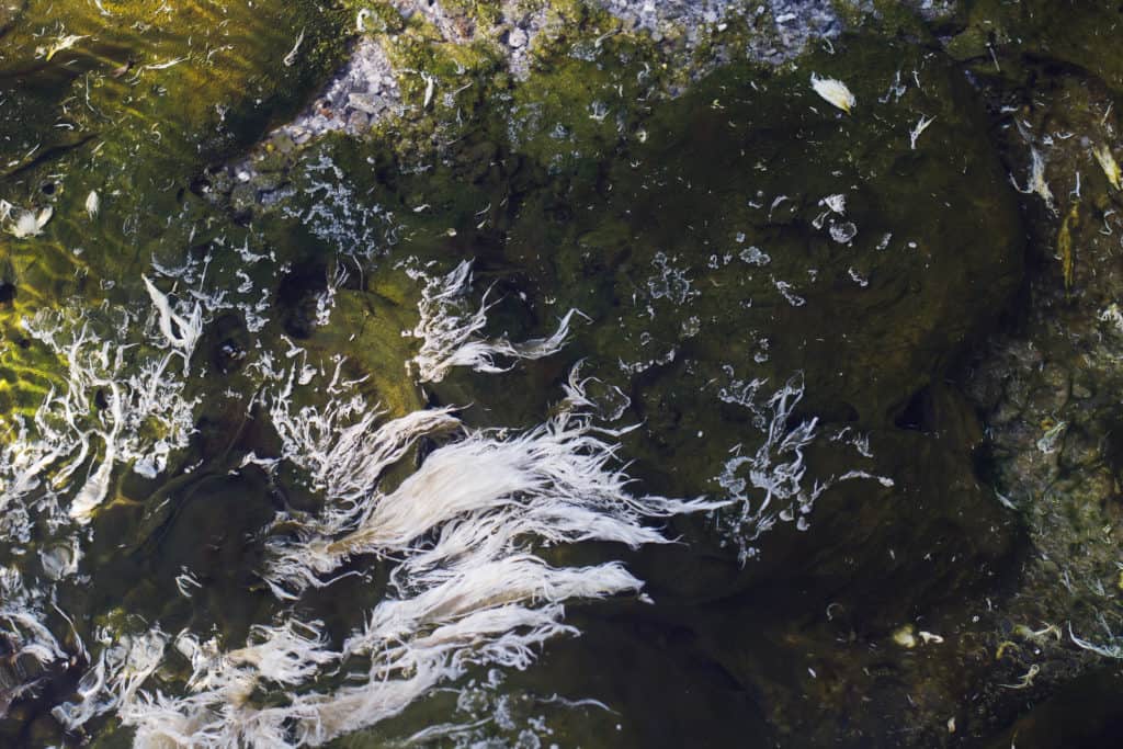 white algae on hot Springs.