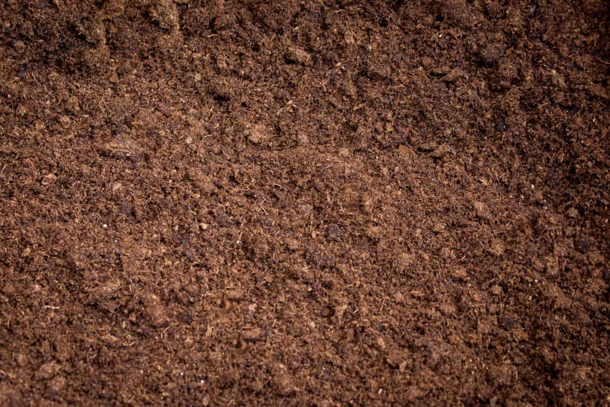 peat-moss soil