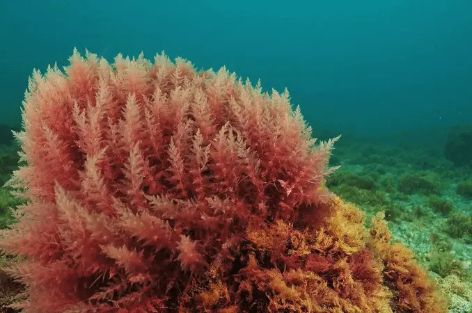 Red Algae