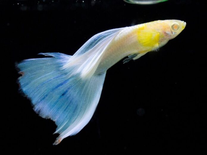 Why has my guppies turned white? Here's what you need to know 

