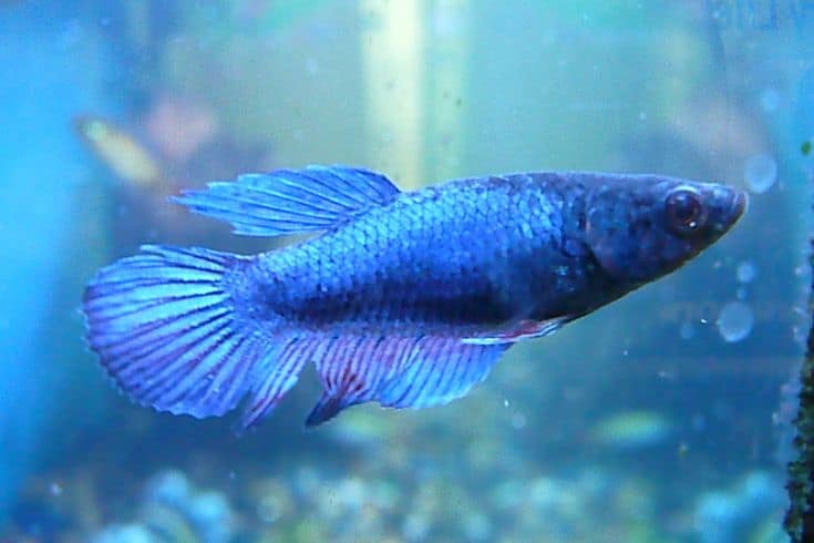 female betta