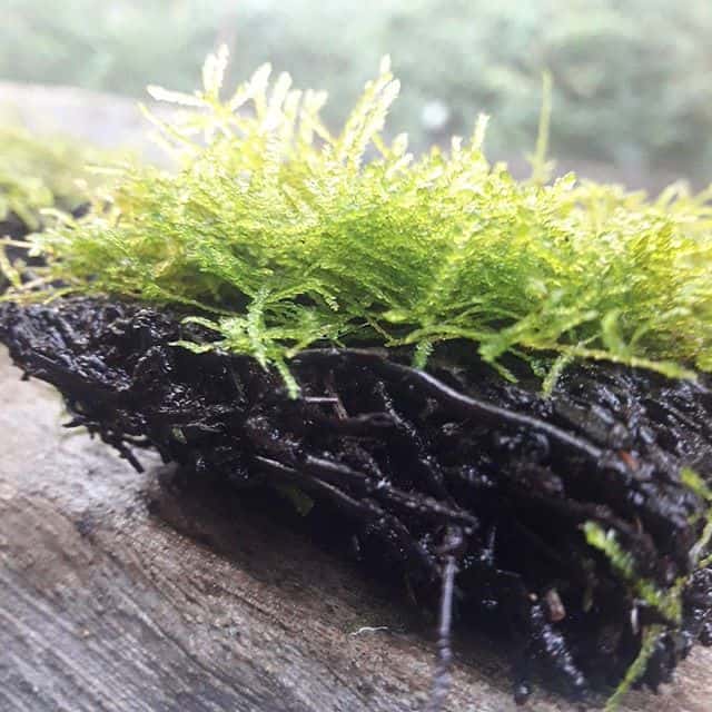 Java Moss