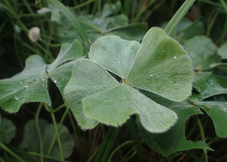 Marsilea hirsuta in the Botanischer Garten, Berlin-Dahlem