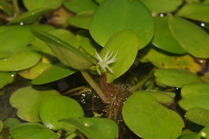 Amazon Frogbit