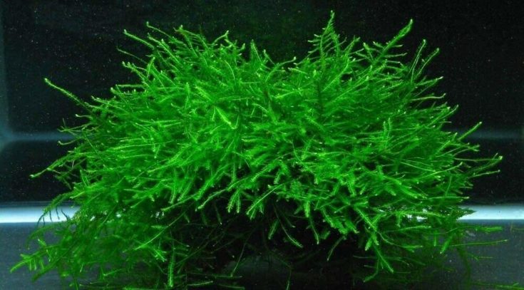 Java Moss Live Aquarium Beginner Level Plant Tank