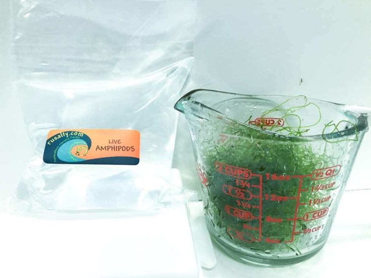 1/2 Cup Plus 500 Live Amphipods Chaetomorpha Macro Algae