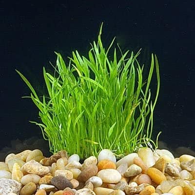 Micro Sword on aquarium gravel