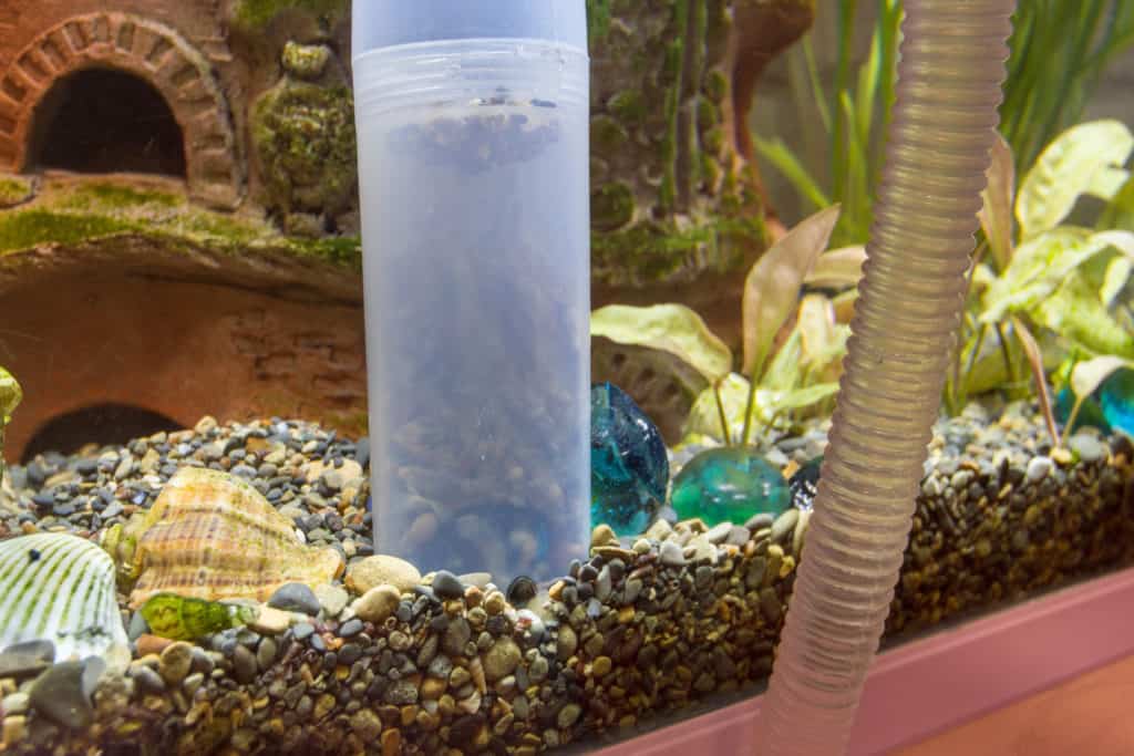 Clean the soil in the aquarium with a siphon