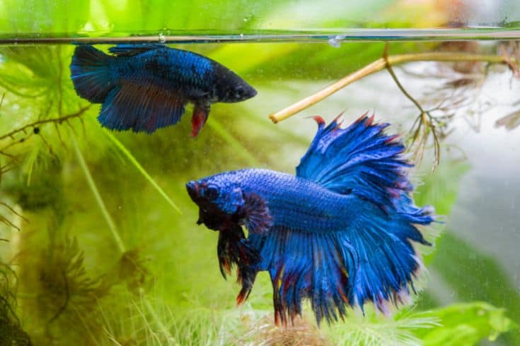 betta mating