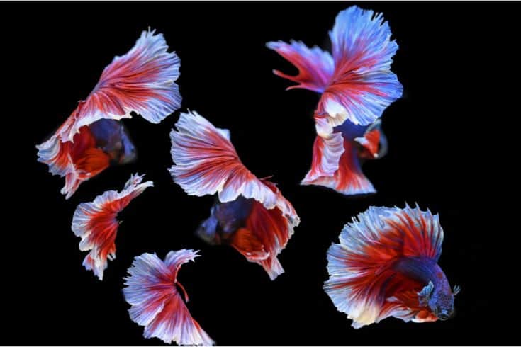 many betta fish on black background