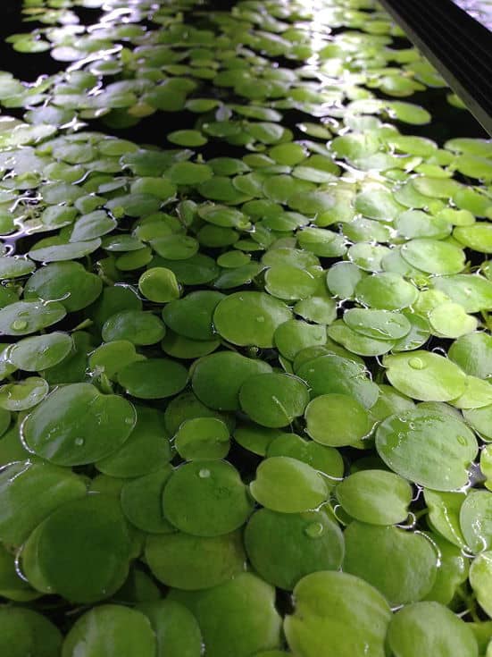 Amazon Frogbits Limnobium Laevigatum Live Aquarium Aquatic Floating Plant