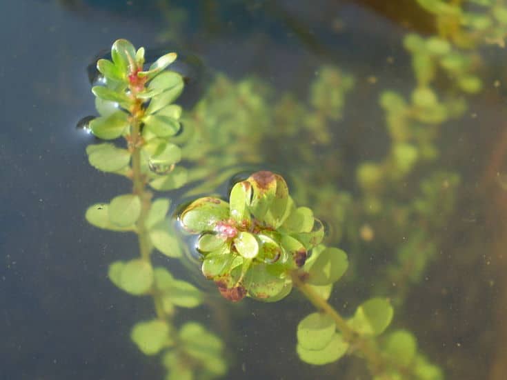 Rotala indica (Willd.) Koehne var. uliginosa