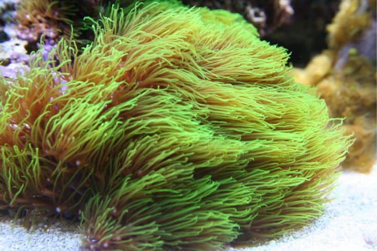 Green Star Polyps