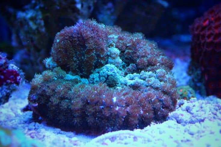 Mushroom Corals