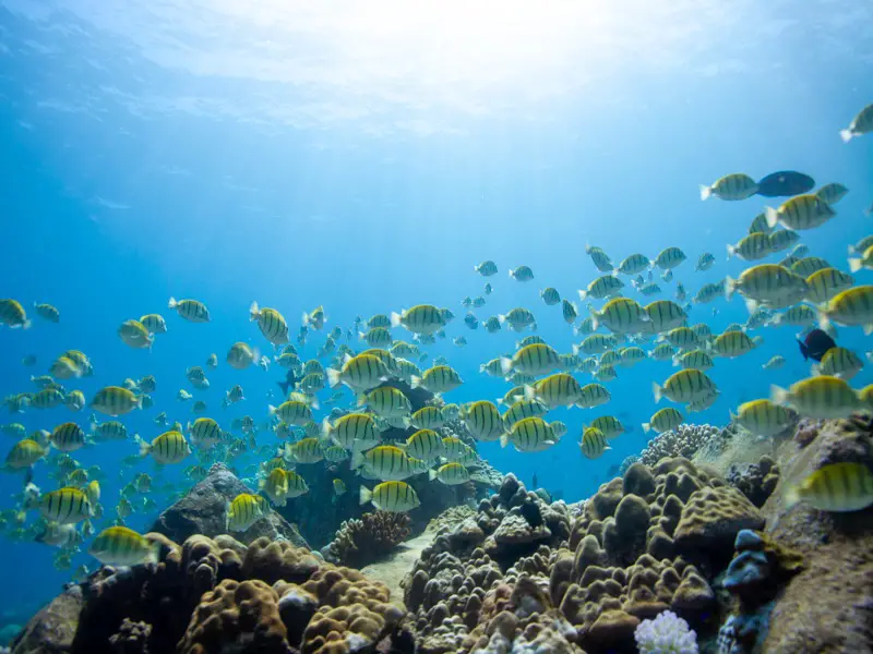 Convict Tang