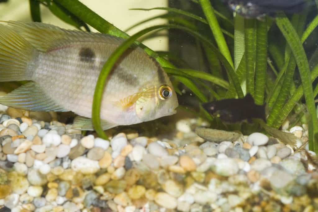 Keyhole Cichlid (Cleithracara maronii)