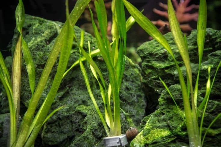 Corkscrew Vallisneria