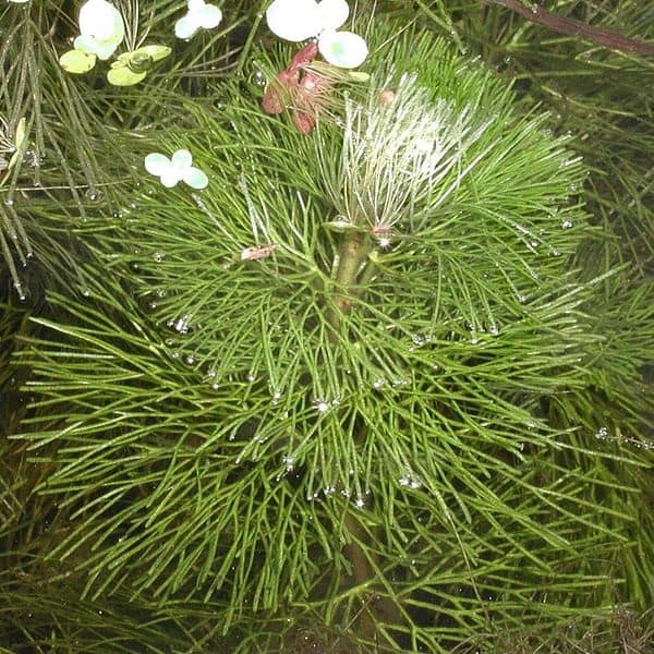 Carolina fanwort