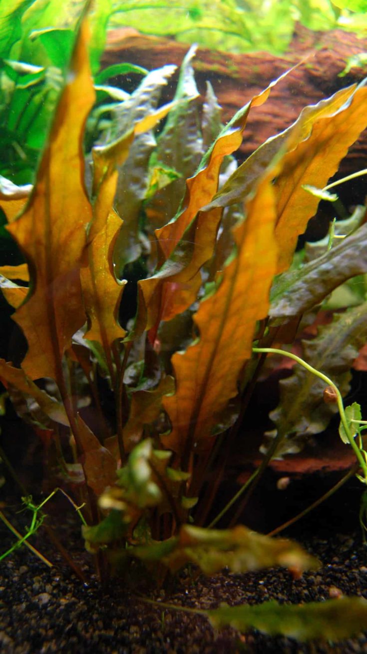 Cryptocoryne wendtii