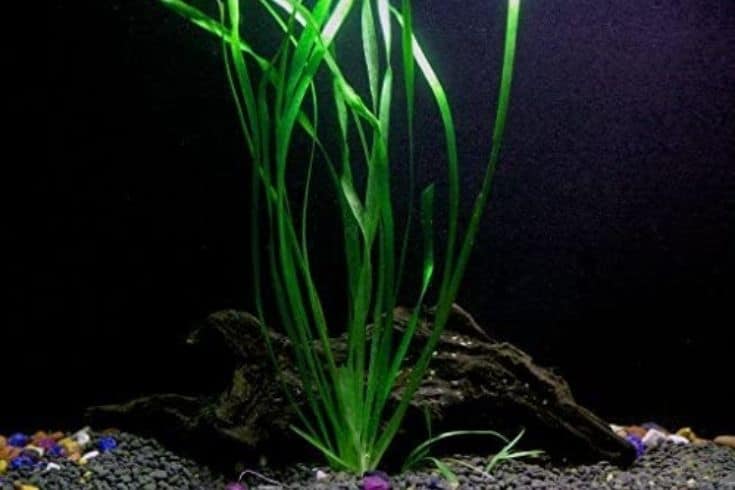 Italian Vallisneria