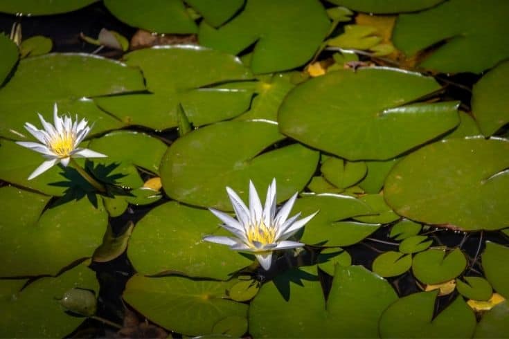 White Egyptian Lotus