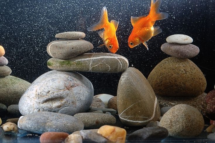 Couple goldfish