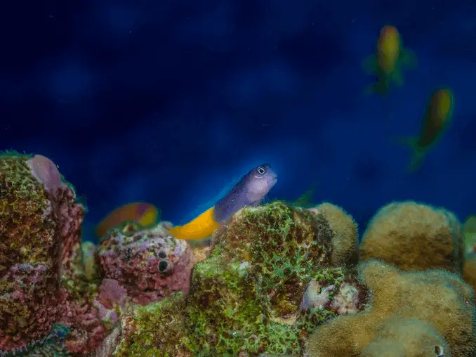 two-color blenny