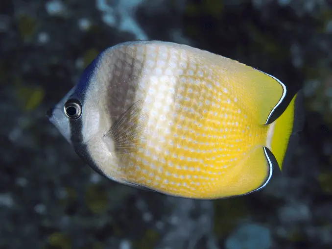 Klien's butterfly fish