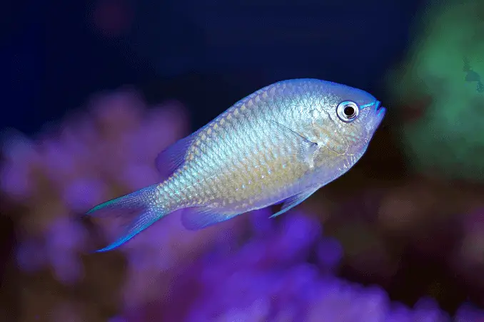 bluegreen chromis