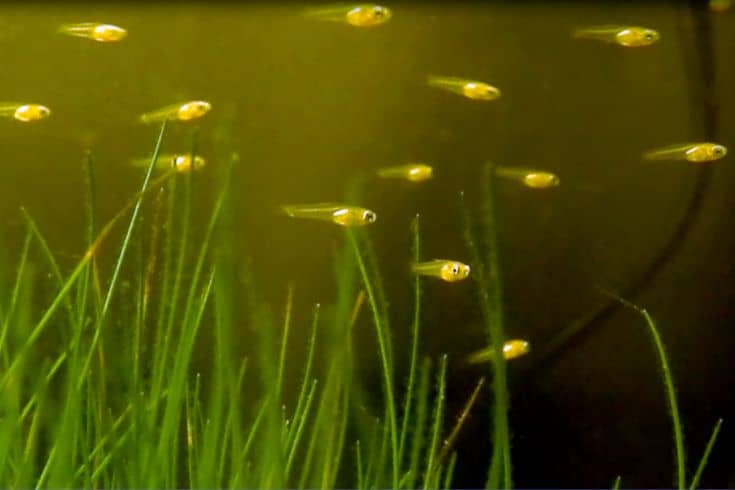 Juvenile guppies