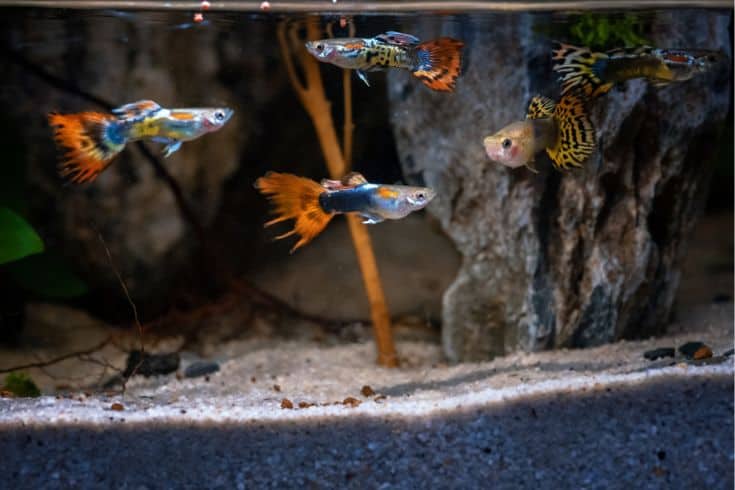 Cute and humorous names for your guppies