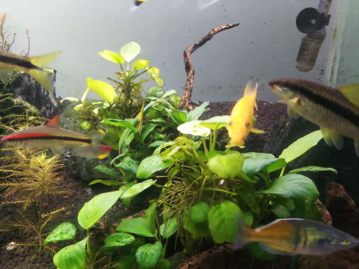 Golden algae eater in an aquarium with an anubias plant