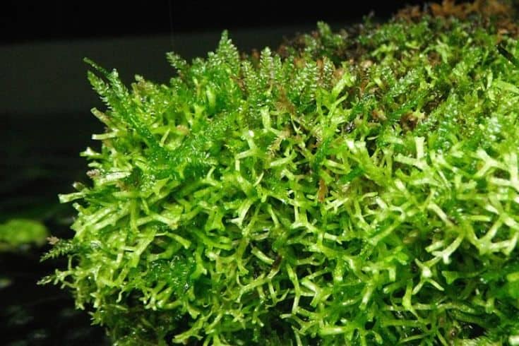 Christmas Moss – Vesicularia Montagnei