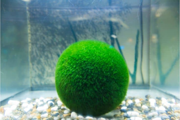 Moss balls