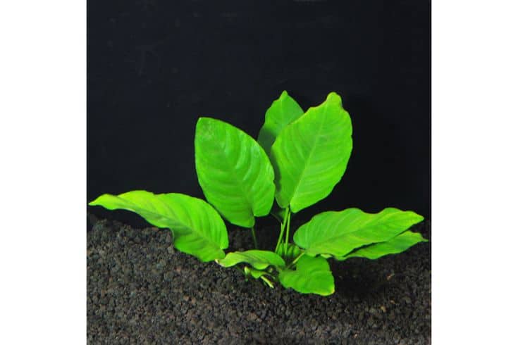 Anubias Nana