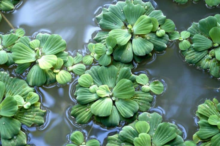 Water Lettuce