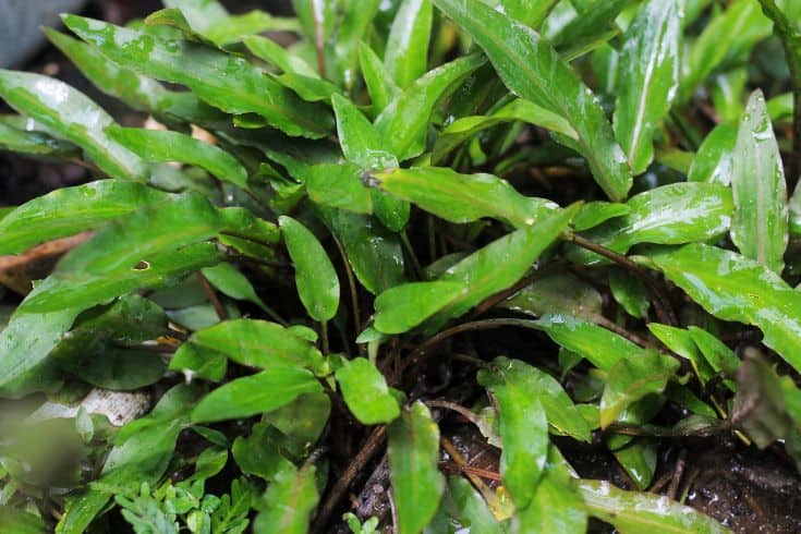 Cryptocoryne