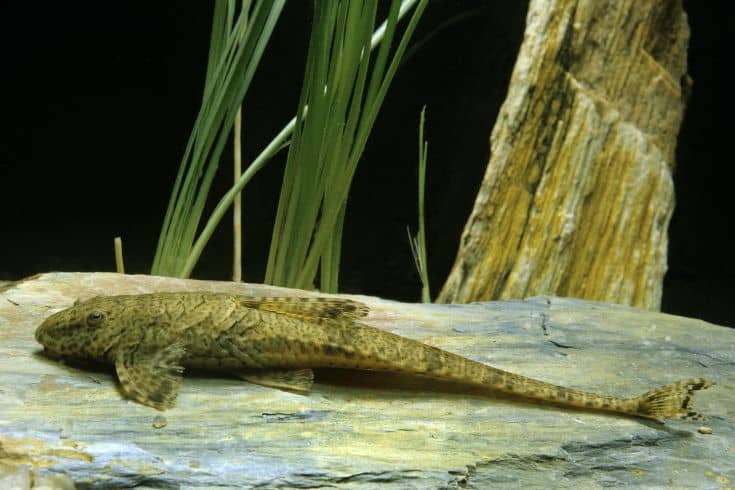 Common Plecostomus