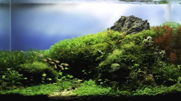 Close up view of landscape nature style aquarium tank with various aquatic plants inside.