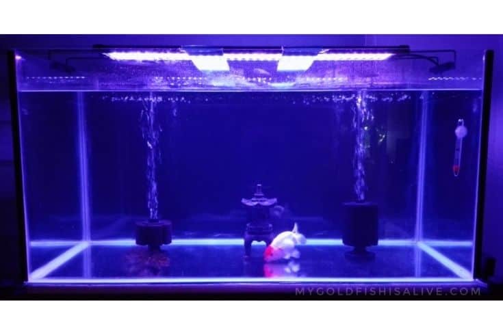 dark blue LED lights with a goldfish