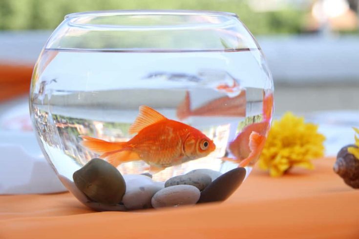 Goldfish in a round aquarium.