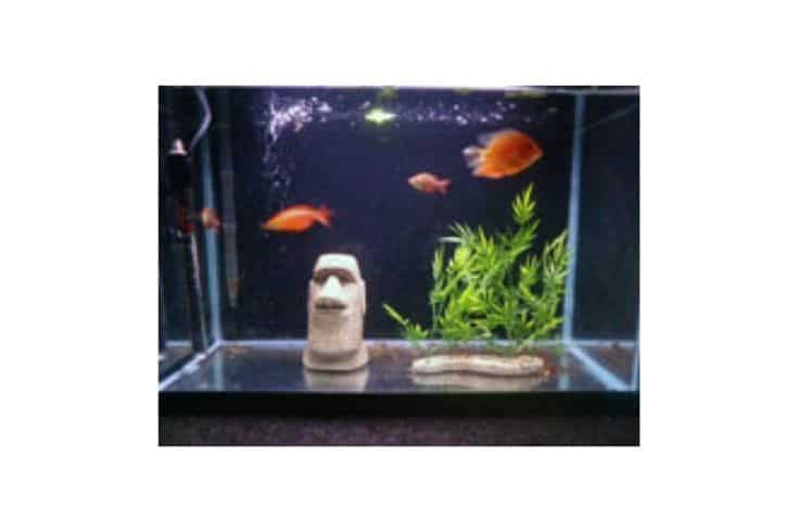 Minimal aquarium with a stone idol and an artificial plant