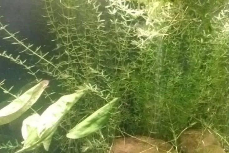 21 Finest Vegetation For Guppies