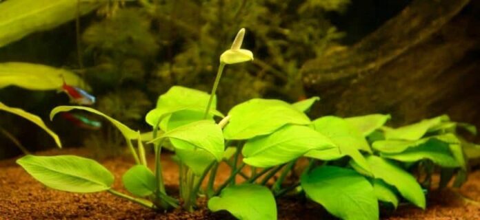 Anubias flower – information about underwater flowering 

