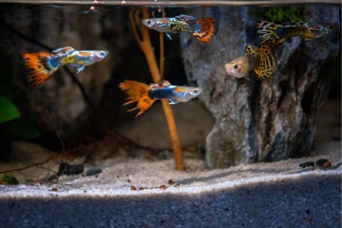 Cute and humorous names for your guppies 

