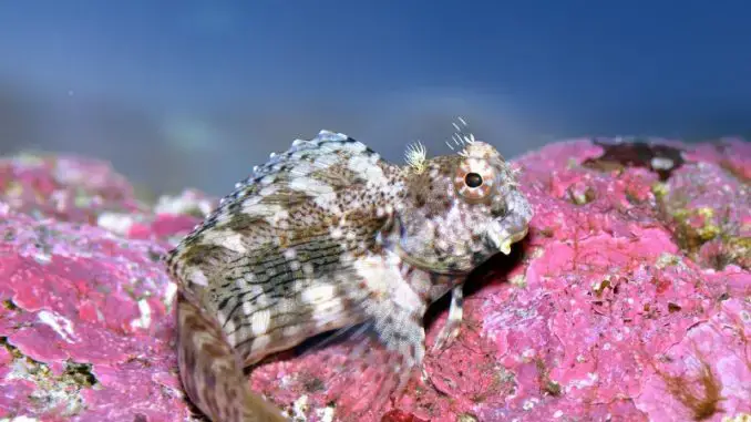 Discover the amazing world of Blenny lawn mowers!