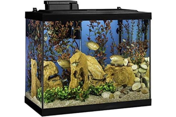 Goldfish Freshwater Tank Setup & Concepts 