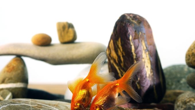 How do goldfish breed? Understand their mating habits