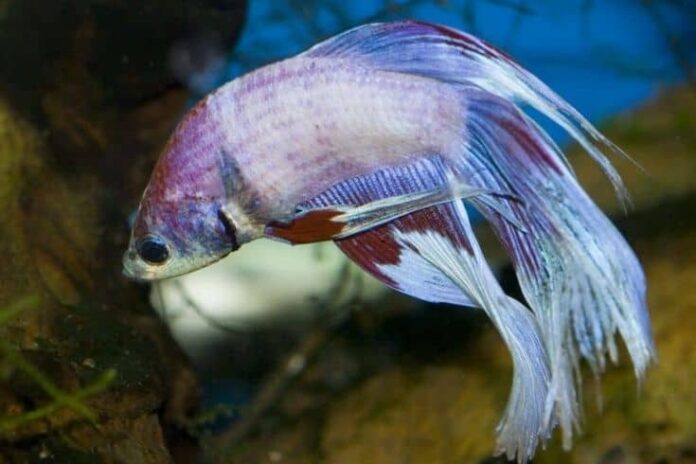 How many betta fish are in 40 and 50 gallon tanks? 

