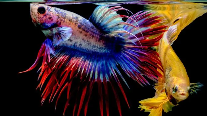 How much can fighting fish eat? Ideas for feeding your pet fish